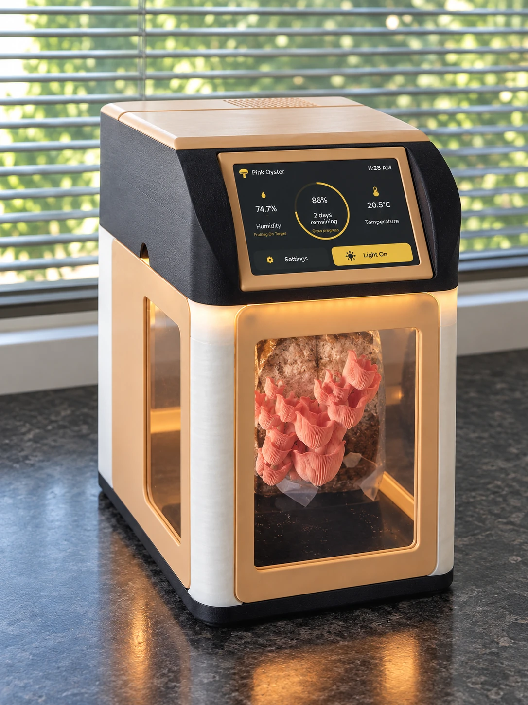 October 2026 Mycelis prototype growing pink oyster mushrooms, with its screen and chamber light on